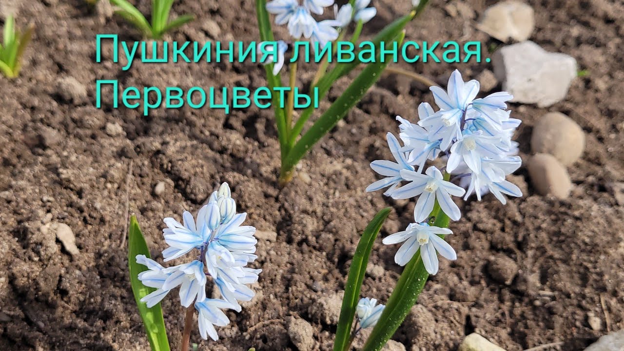 Пушкиния ливанская (Puschkinia libanotica)