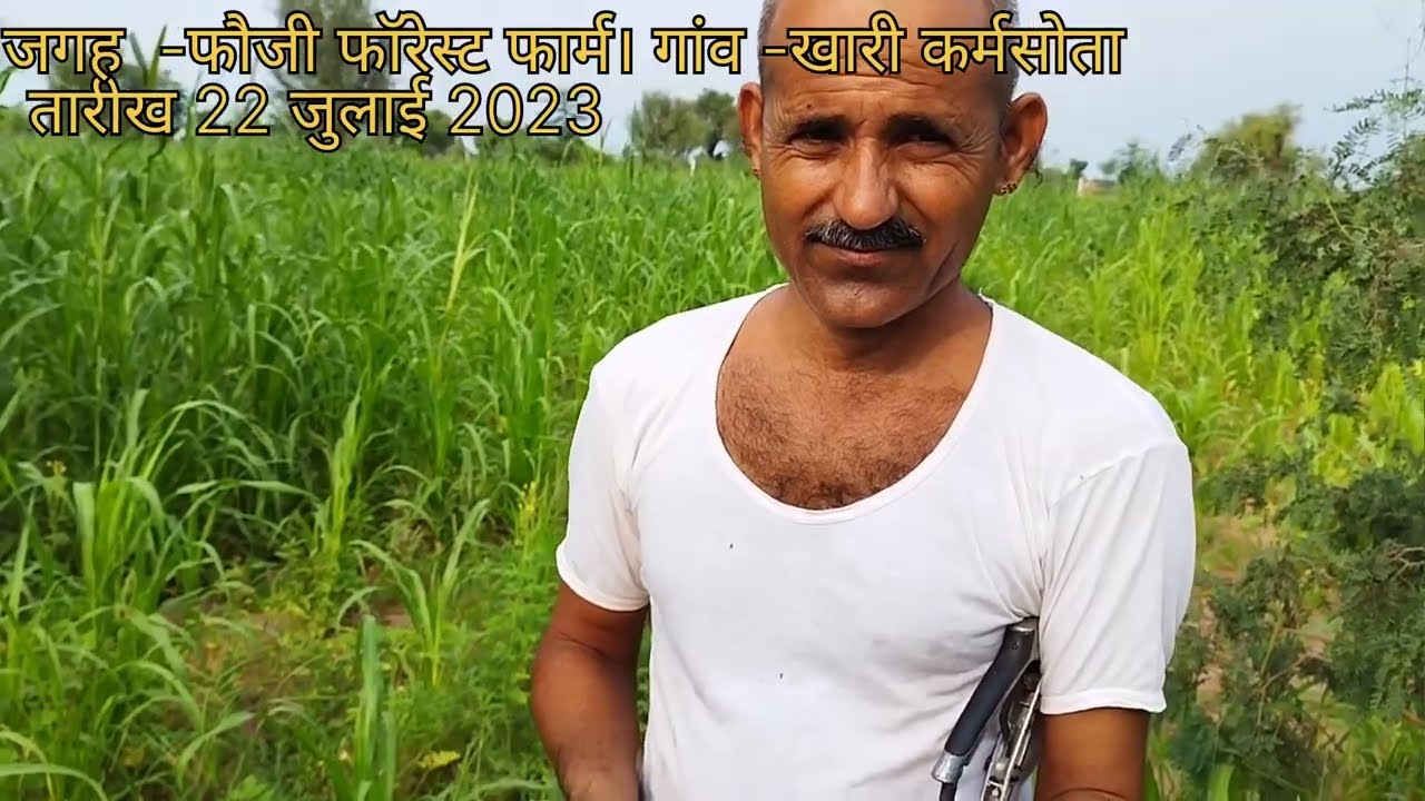 पार्ट 2-थार शोभा खेजड़ी की कलम /ग्राफ्टिंग विधि, डिटेल में।  मगेश जी को कॉल करें 84420 48439
