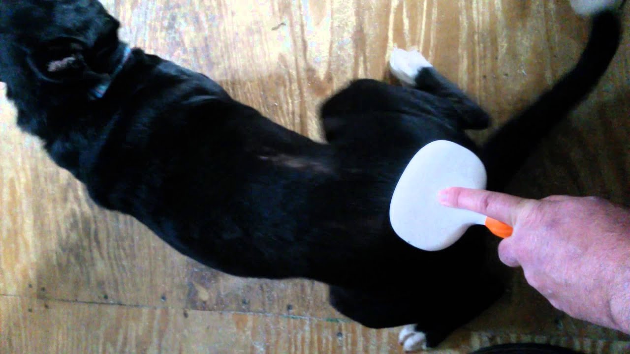 Doggy gasm