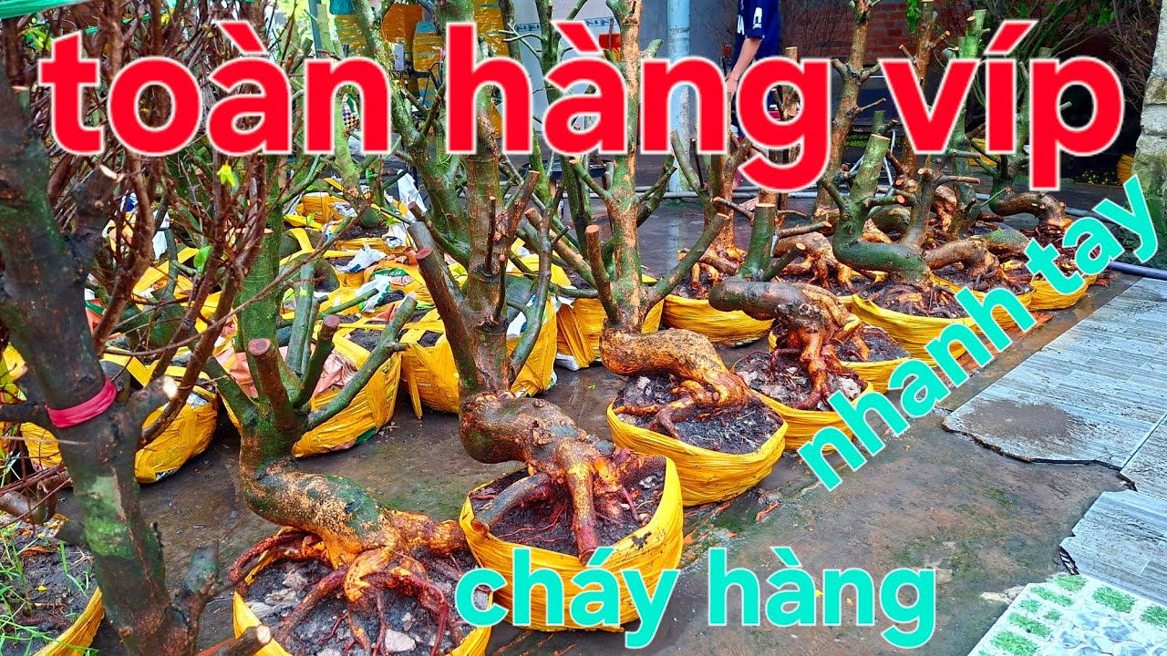 Toàng hàng víp nhanh lên LH 0843.544.272 ( HẢI ) 26/02
