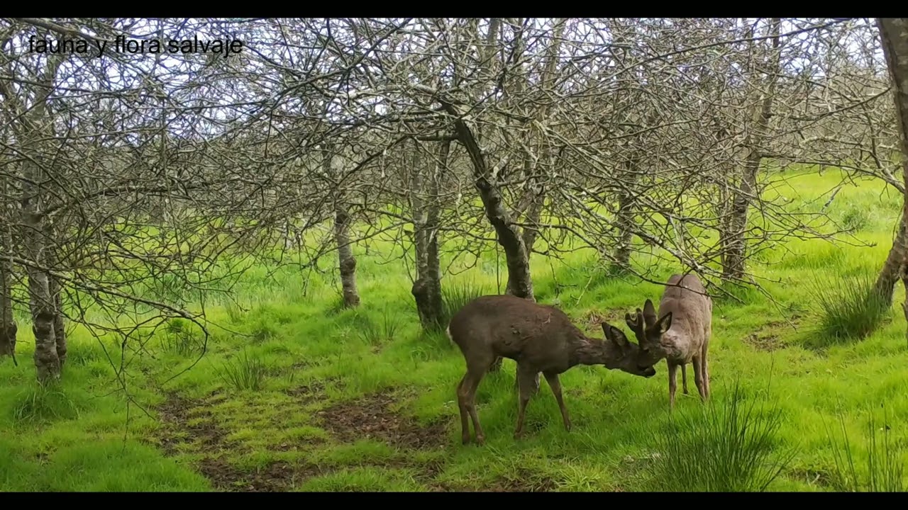 Diferenciando edades y sexos en el corzo (Capreolus capreolus )