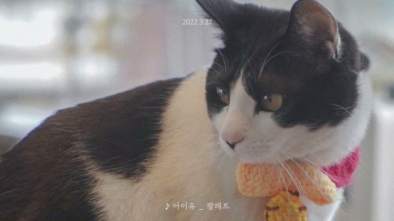 [Playlist] 카페 알바생이 여름날 밤 적당히 흥얼거리며 드라이브 가고 싶을 때 매장에 틀려고 만든 플리 🚙🌌💫 I 브레이브걸스, 위너, 아이유, 몬스타엑스외