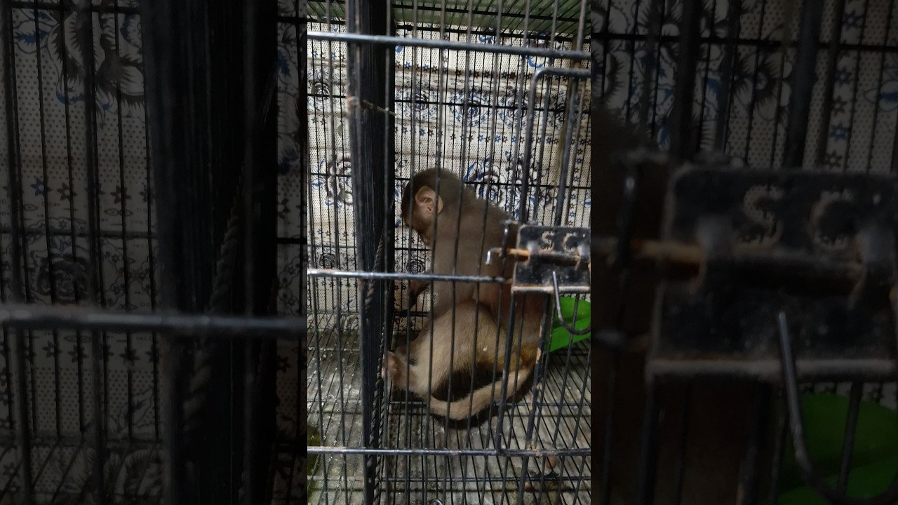 monkey in Impress market Karachi 
