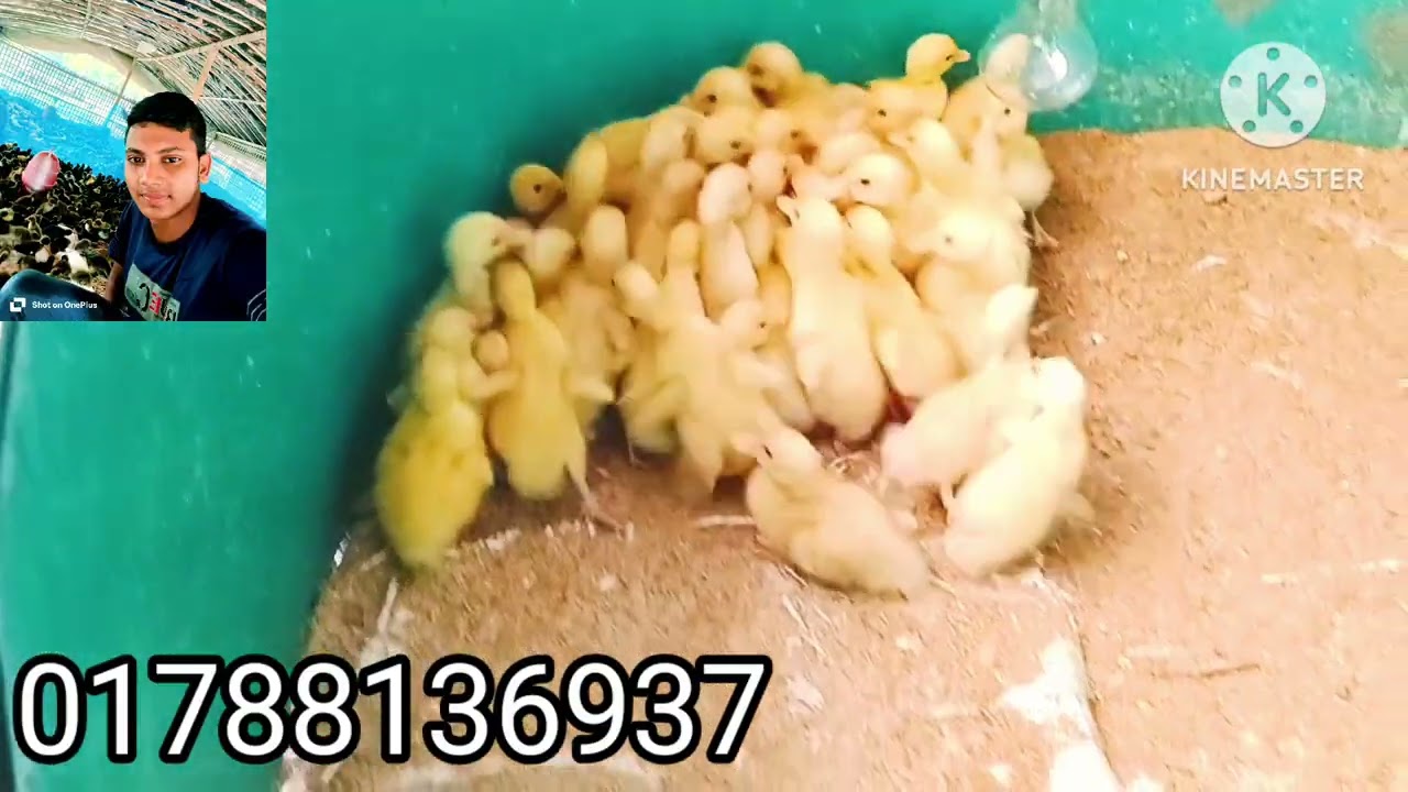 মায়ের দোয়া হ্যাচারী 