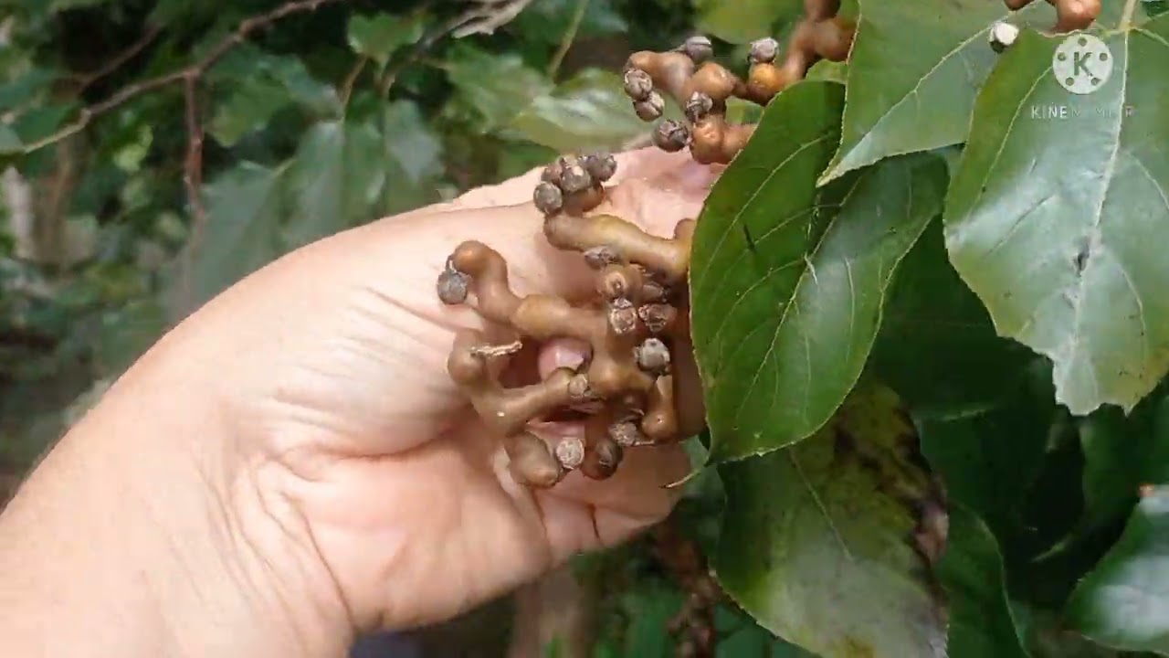 uva do Japão árvore melifera