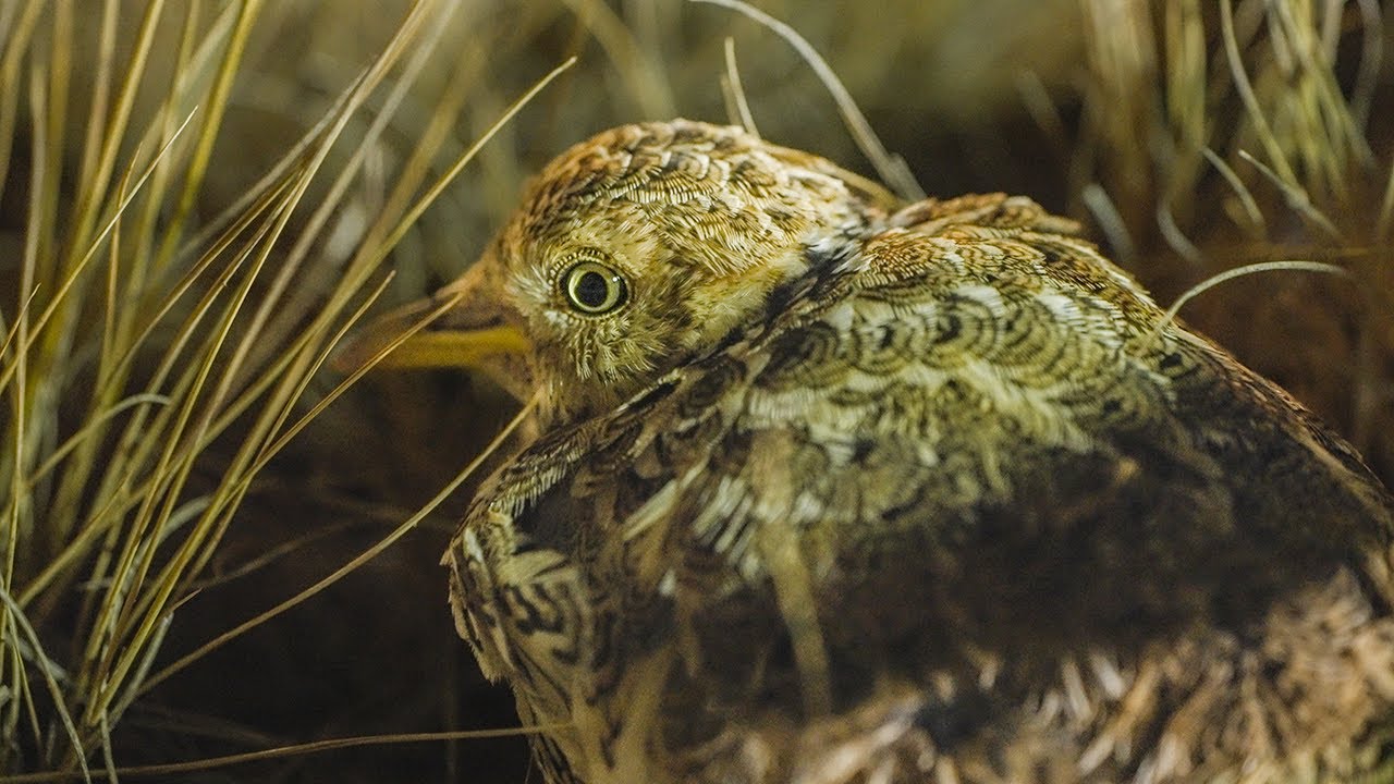 Patho Plains - Protecting the Plains - wanderer