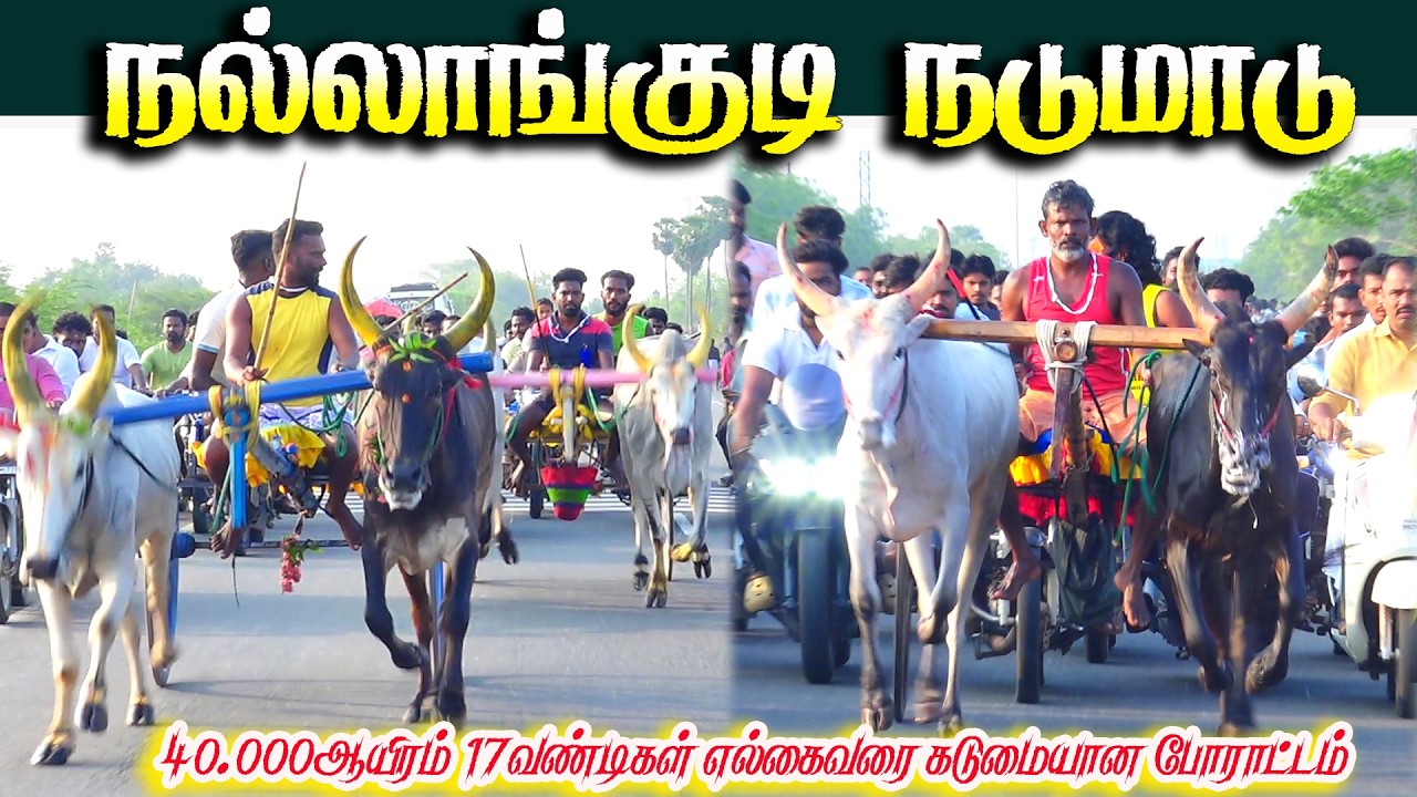 நல்லங்குடி நடுமாடு பந்தயம் 09.04.2026