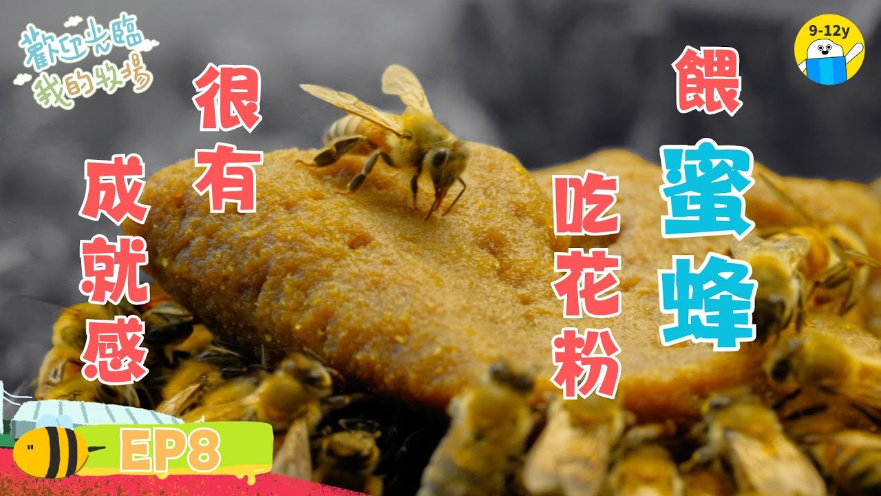 餵蜜蜂吃花粉 很有成就感🐝｜