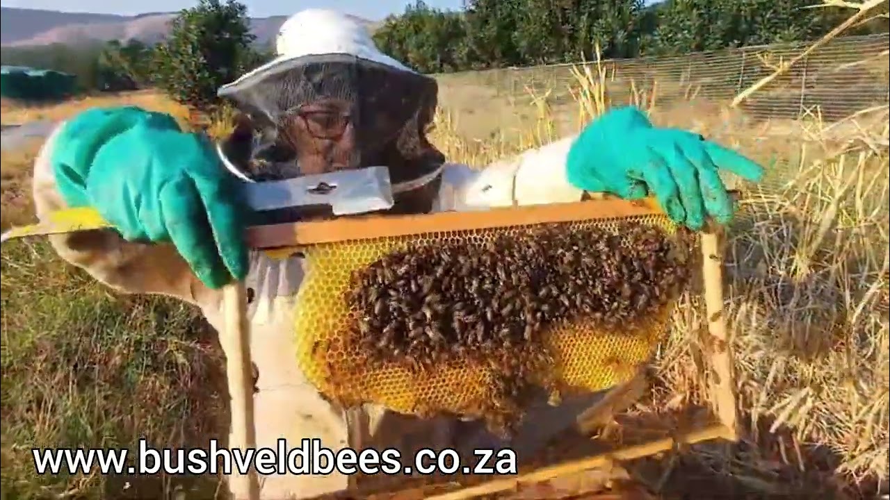Why adding new brood frames to your hive is so important!!! 🐝🐝🐝       ##queenbeesa