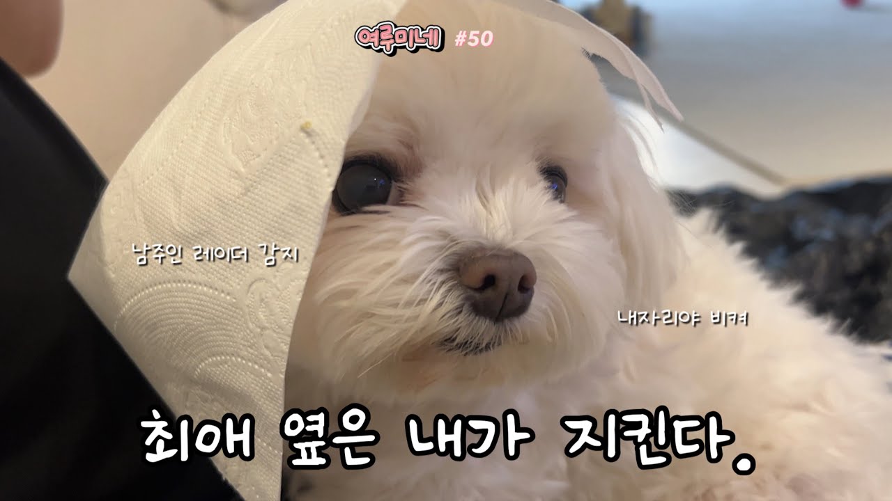 최애를 위해서라면 말벌아저씨가 되.🐝🐶 #50 | 강아지 치킨 | 인형뽑기 | 포비돈 소독 | 노즈워크 | 강아지 일상 | 브이로그