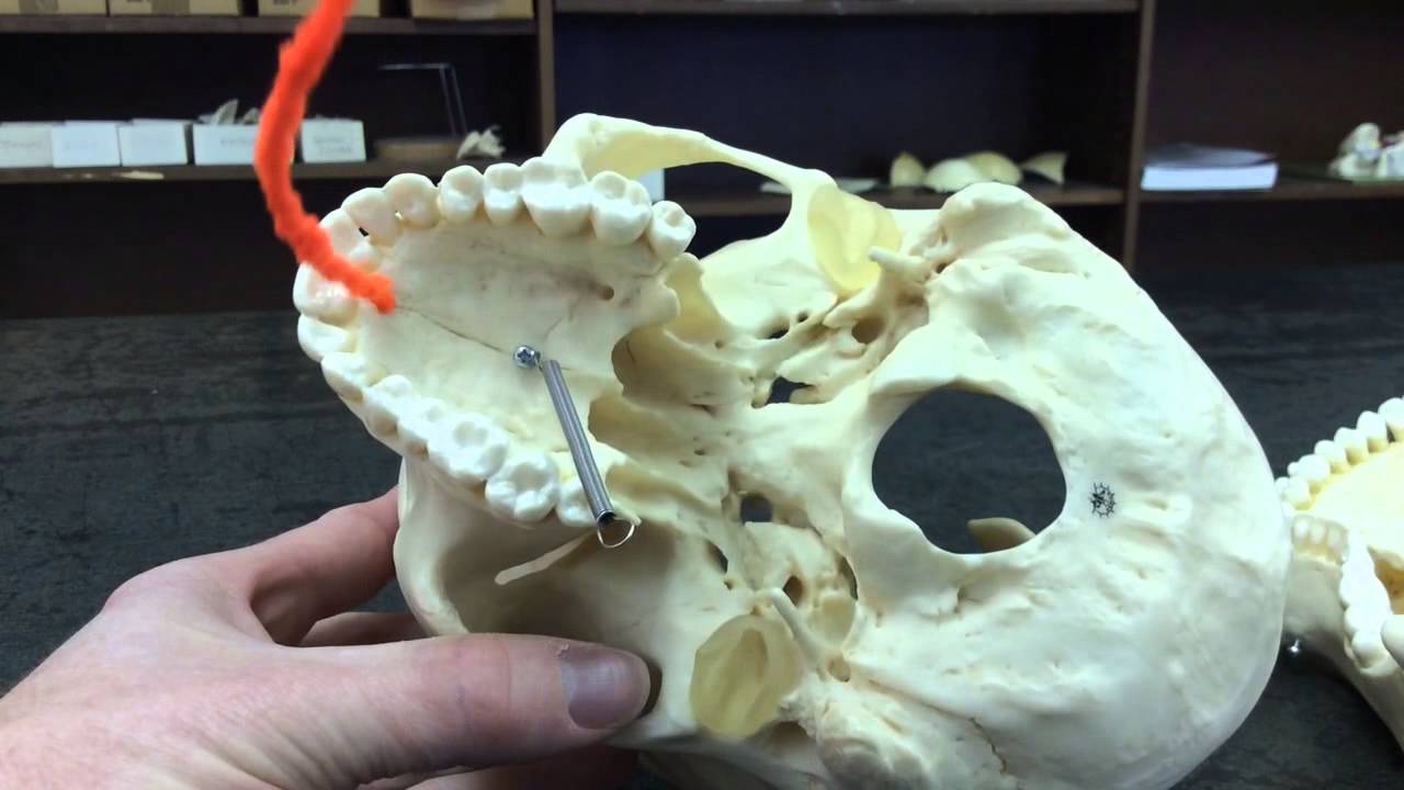 Skull maxilla bone