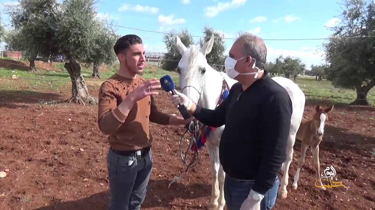 جولات - الخيول العربية في سوريا