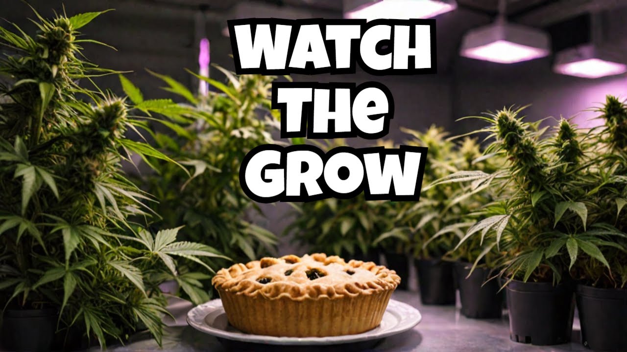 Cherry Pie Fems Flipped To 12/12. Harvest Hero Grow Series. #acinfinity #marshydro #harvesthero