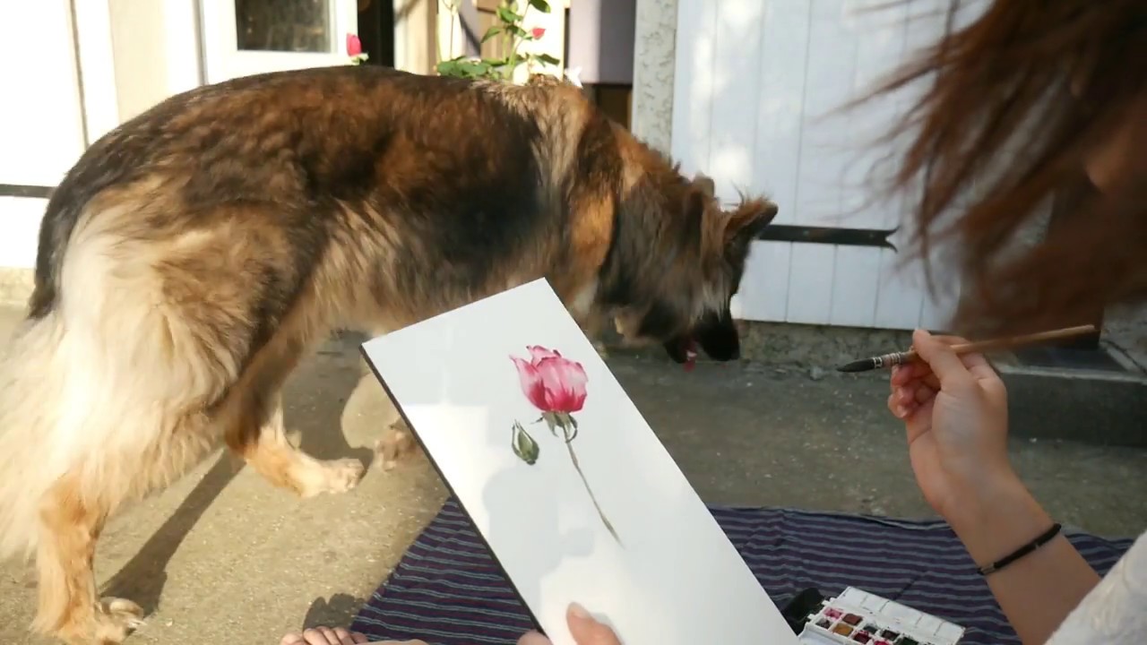 Sketching rose buds in watercolor en plein-air