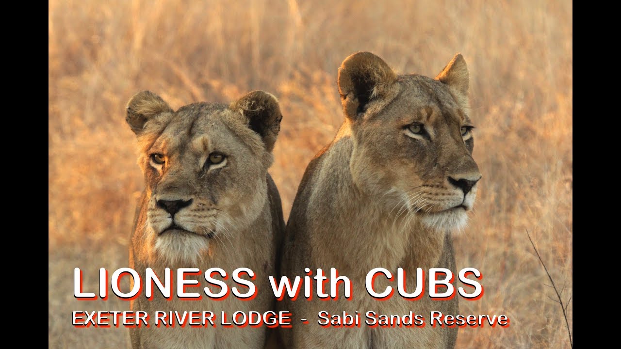 LIONESS with CUBS | Exeter River Lodge | Sabi Sands Game Reserve | Kruger National Park