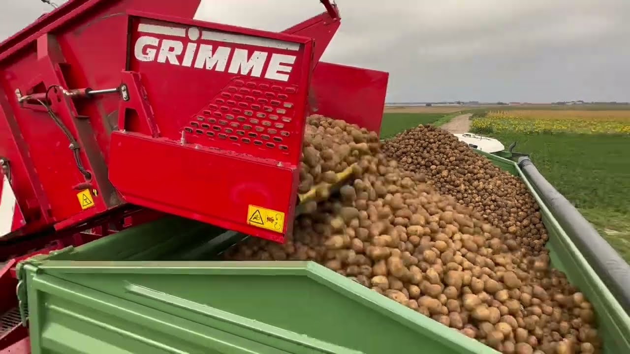 Zbiór ziemniaków GRIMME SE 140. Kopanie kartofli