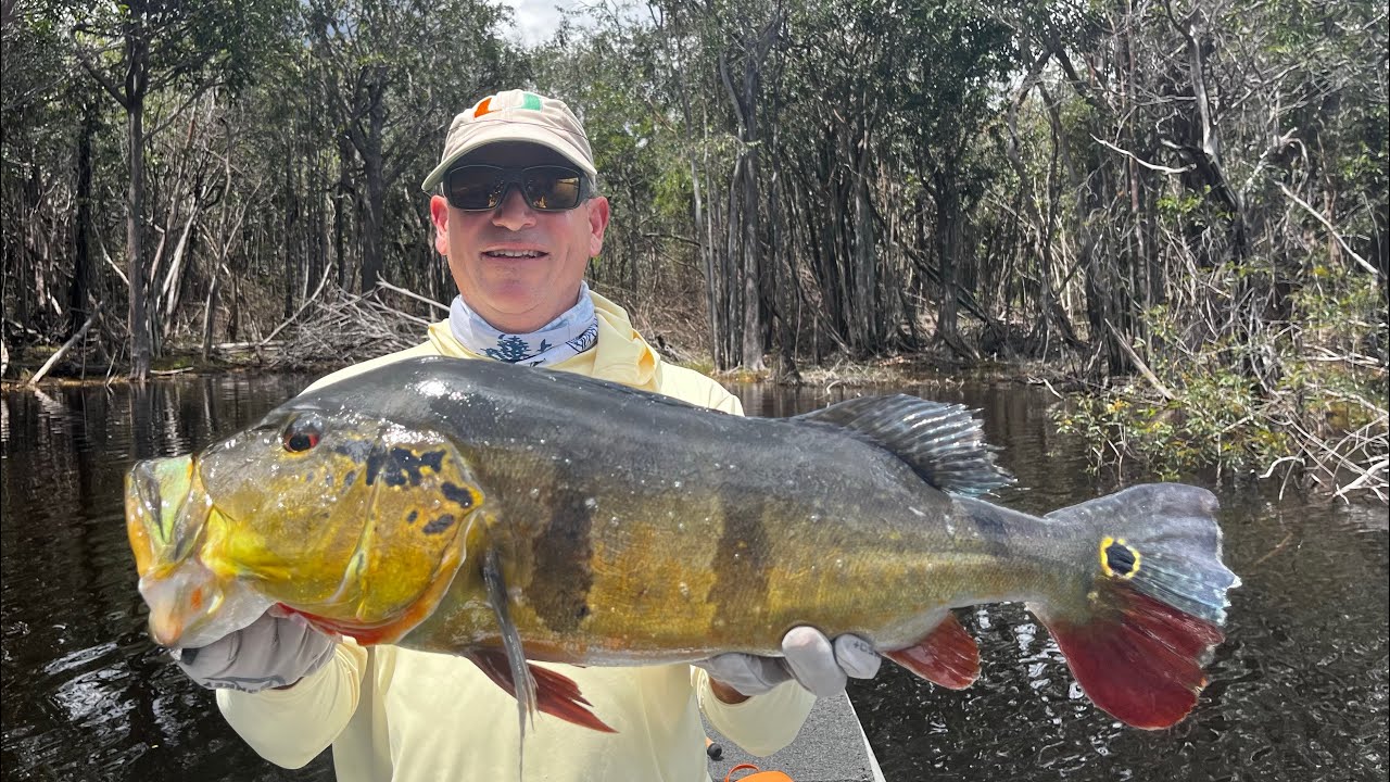 Peacock Bass in the Amazon:  Remote floating camp, January 2025, Rio Jufari