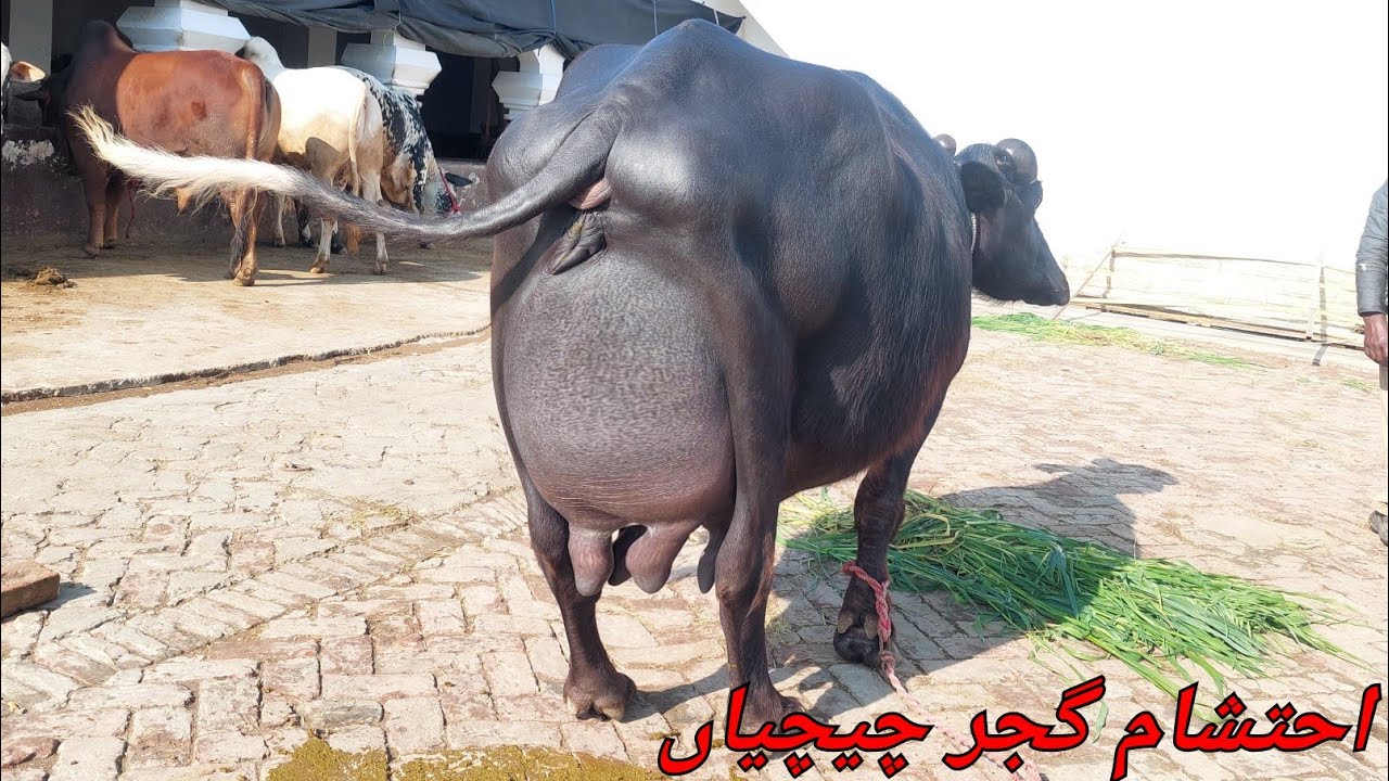 احتشام گجر چیچیاں 4 بھینسں 1 گائے برائے فروخت 23 جنوری 2026 karnana channel