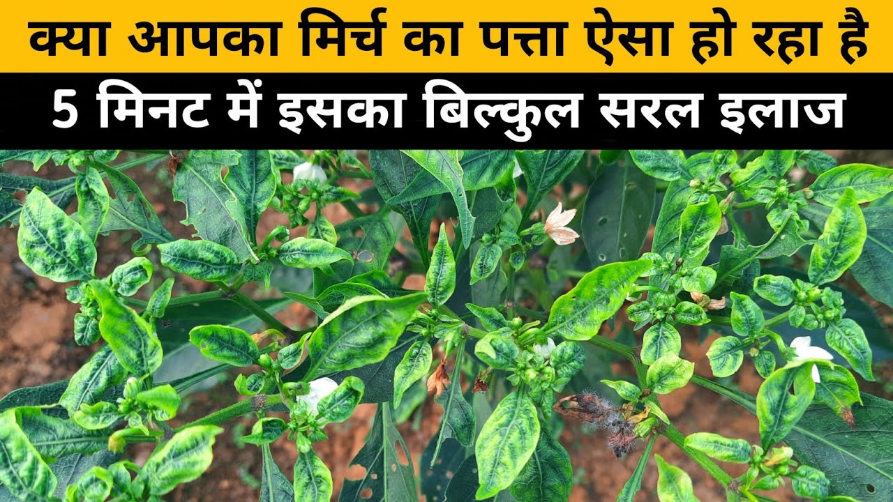 मिर्च मे थ्रिप्स को 5 मिनट में कंट्रोल करें ||Thrips control in chilli || Thrips ke liye dawai