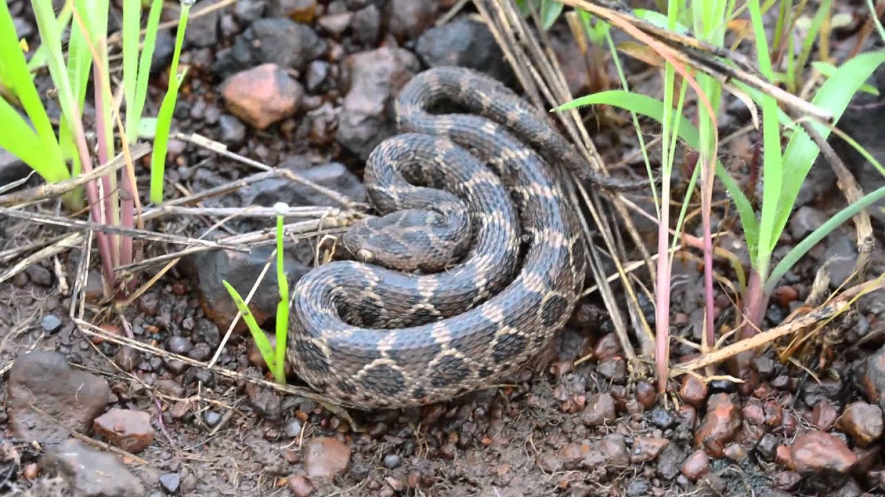 Saw Scaled Viper ( Echis carinatus)