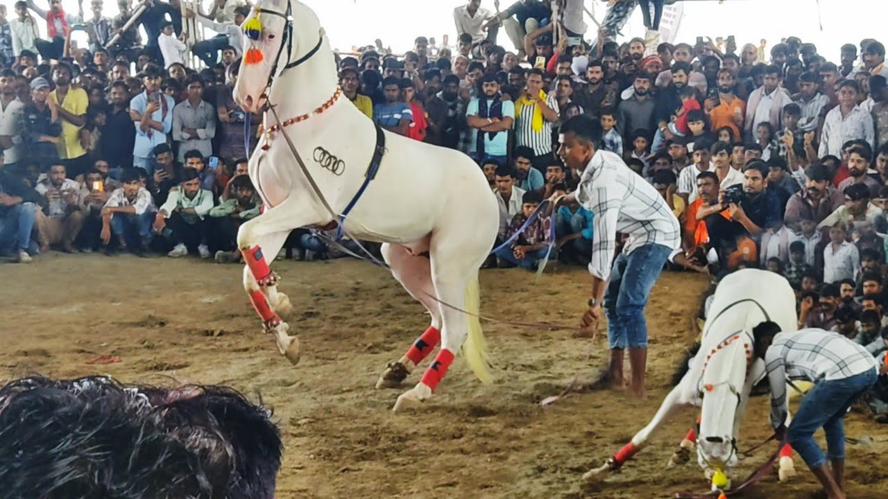 Horse dance fair 2024||full crowd||Horse dance competition#show