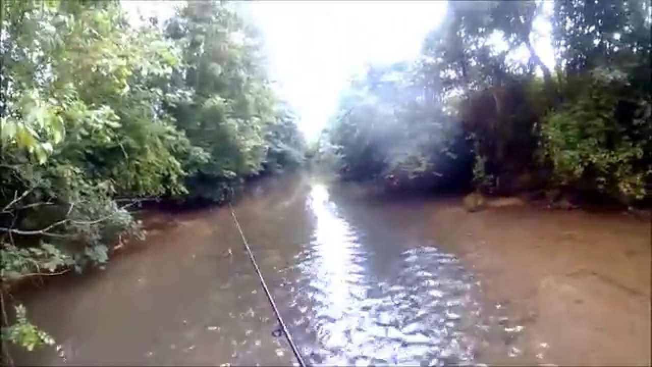 truite fario en riviere (la blaise ) haute marne dep 52