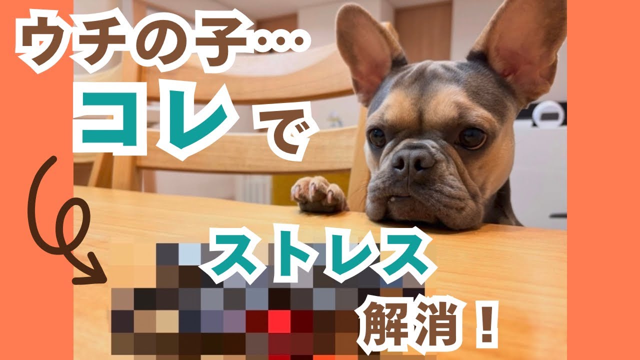 【世界初!?】ドローンと遊ぶフレブル！獲物を仕留めるガチンコ3本勝負が激しすぎるw