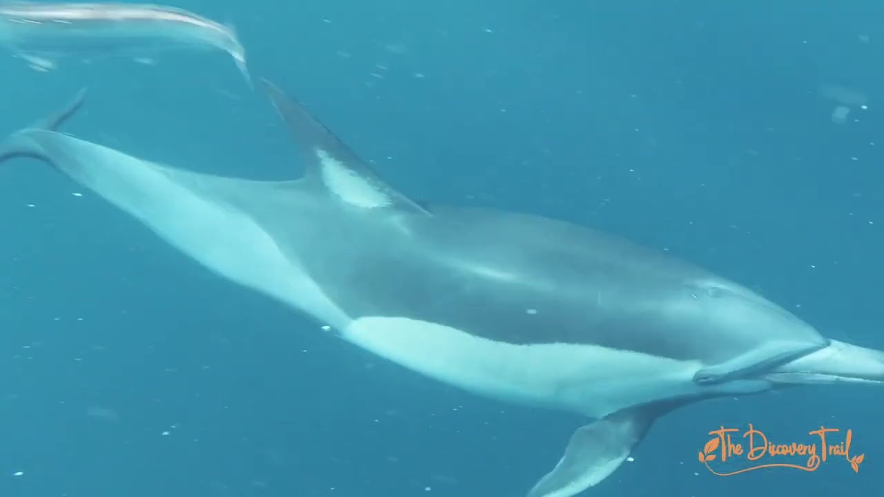 External Features of Animals - AC9SFU01