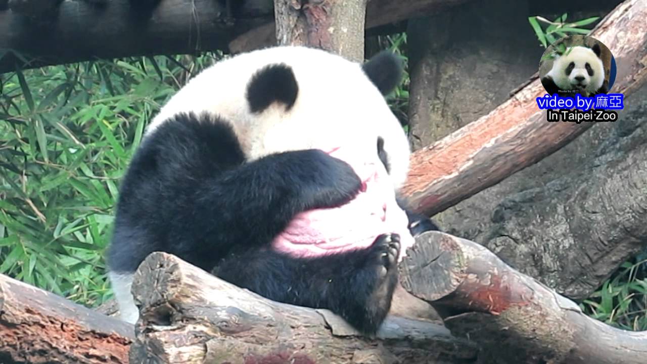 20141220 圓仔仙女下凡了，嗨玩木屑小粉紅巾 The Giant Panda Yuan Zai and Yuan Yuan