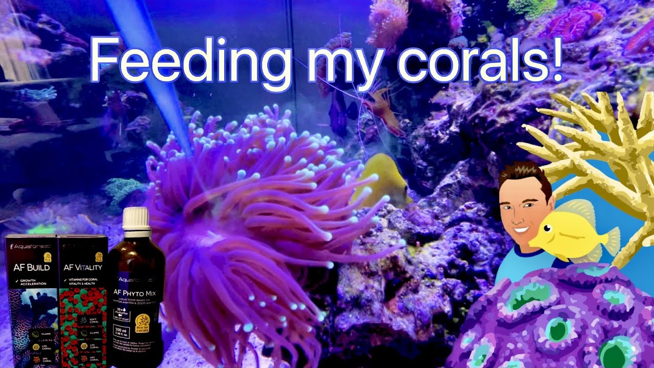 What I Feed my Corals Every Other Day (Coral Eating)