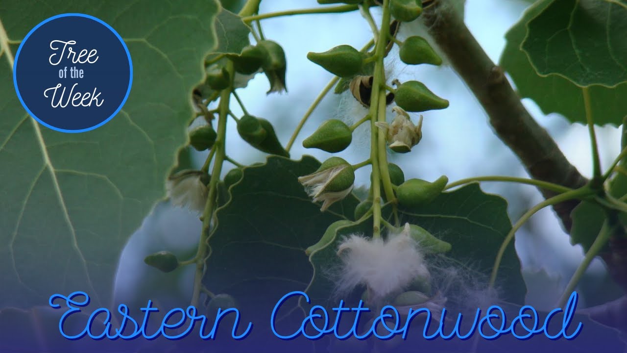 Tree of the Week: Eastern Cottonwood