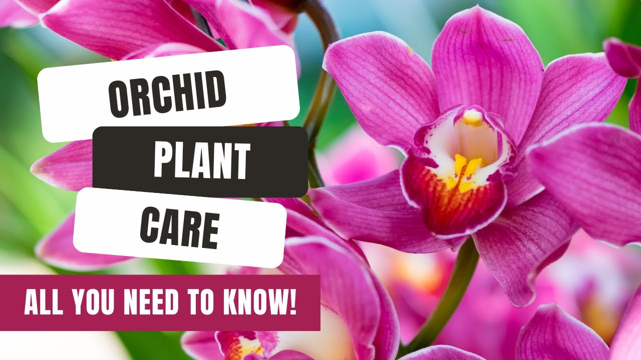 All You Need To Know About Caring For Orchids
