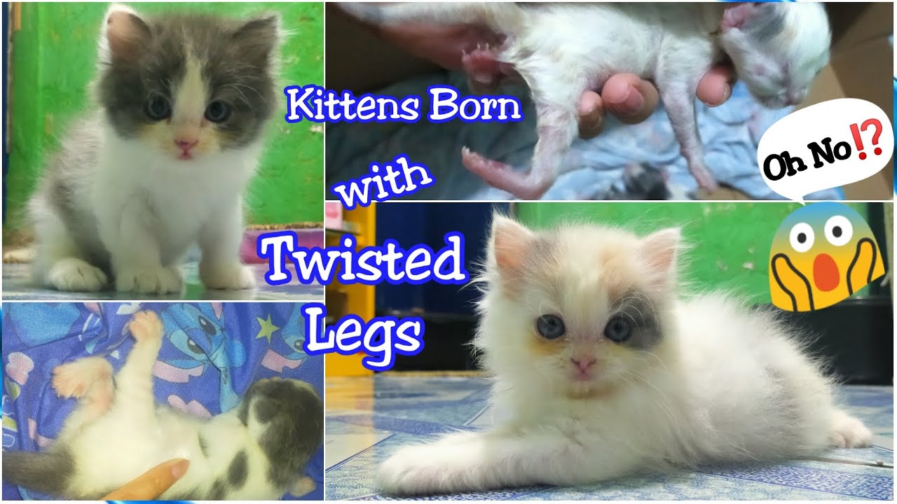 Kittens Born with Twisted Legs.