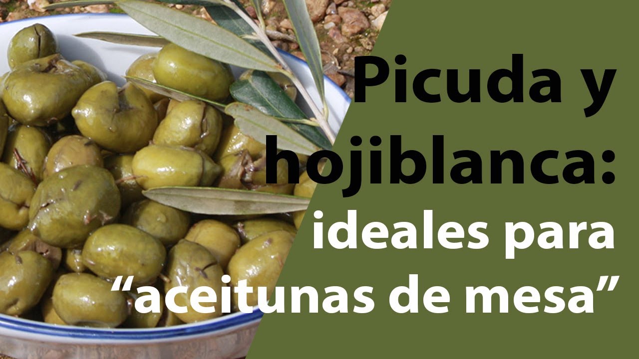 Cómo preparar las aceitunas como 