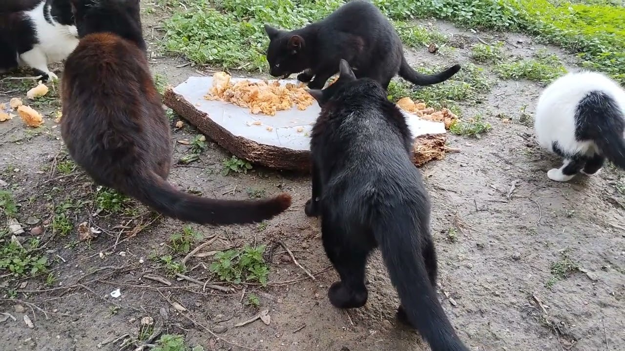 Rica ederim sokak hayvanları yemekleri bir şeyler verir 🐈