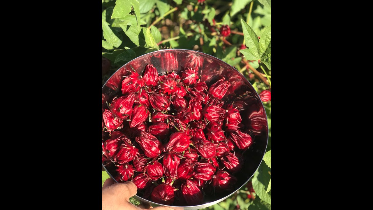 Harvesting and Storing Roselle Hibiscus Calyces
