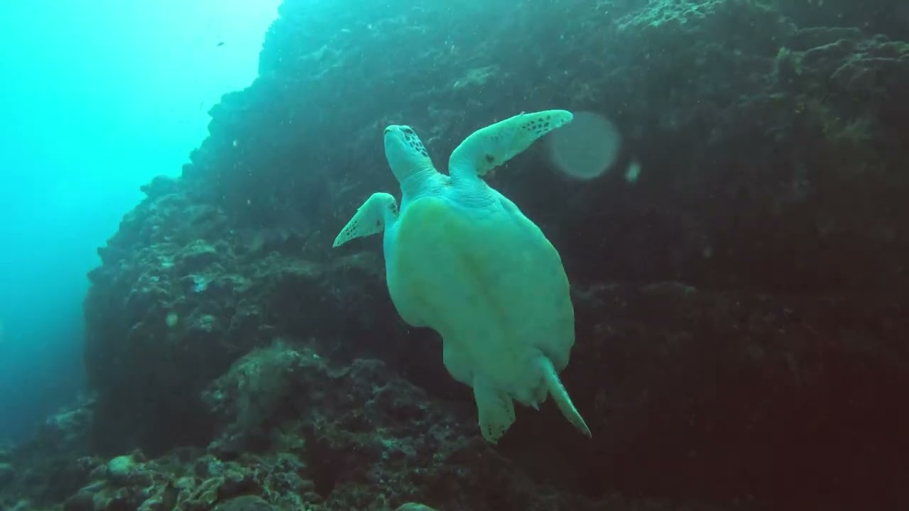 Diving Maldives 2022