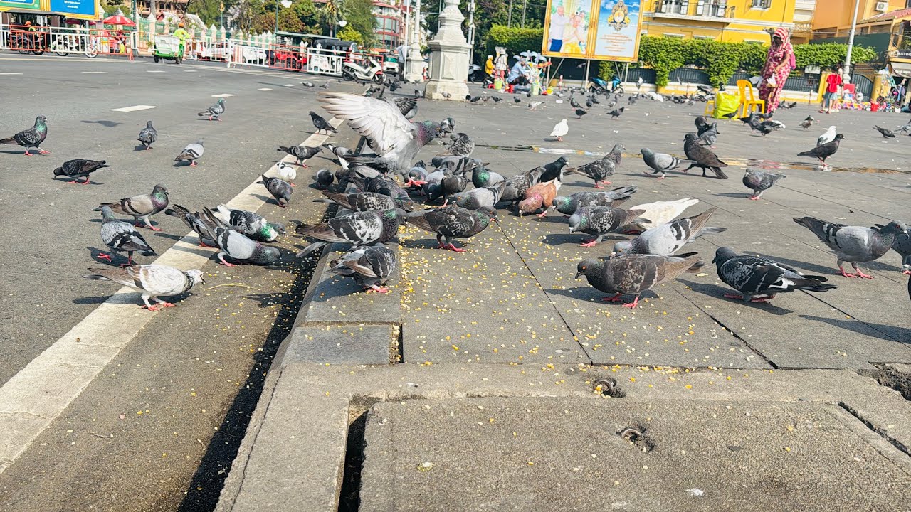 Many pigeons are waiting for you to feed them.