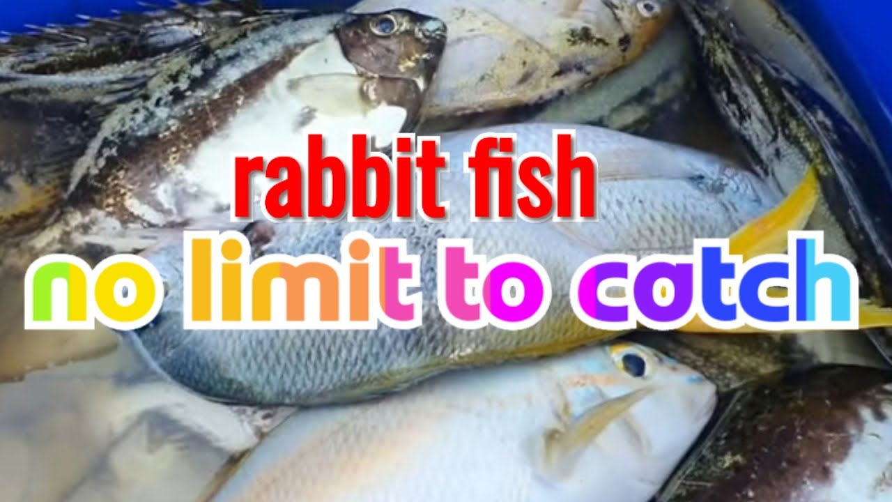 Target species: Rabbit fish (dangit) no limit to catch in Australia