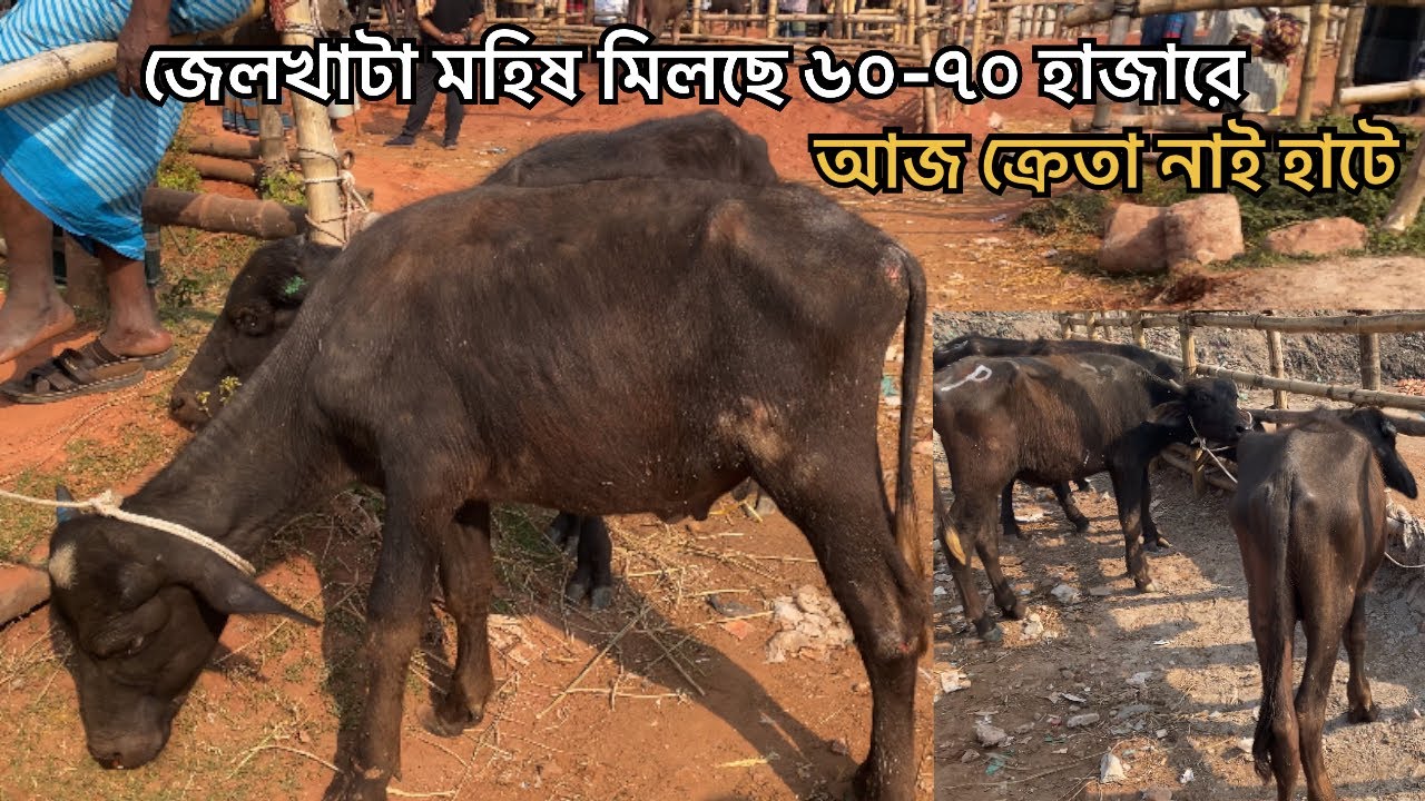 জেলখাটা মহিষ আছে কিন্তু ক্রেতা নাই | ৩রা ডিসেম্বর | সিটি হাট 