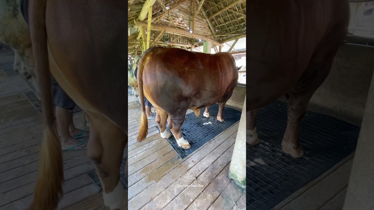 Sapi Jumbo Sapi Desa #peternaksapi #sapi #sapigemuk #sapipedaging #farm  #cow #sapijumbo #sapilucu