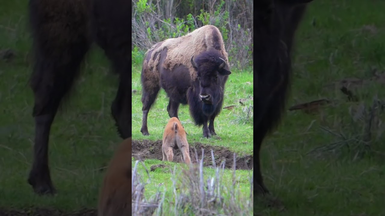 Baby Bison zoomies, bucking, and being generally cute. #bison #reddog #yellowstone