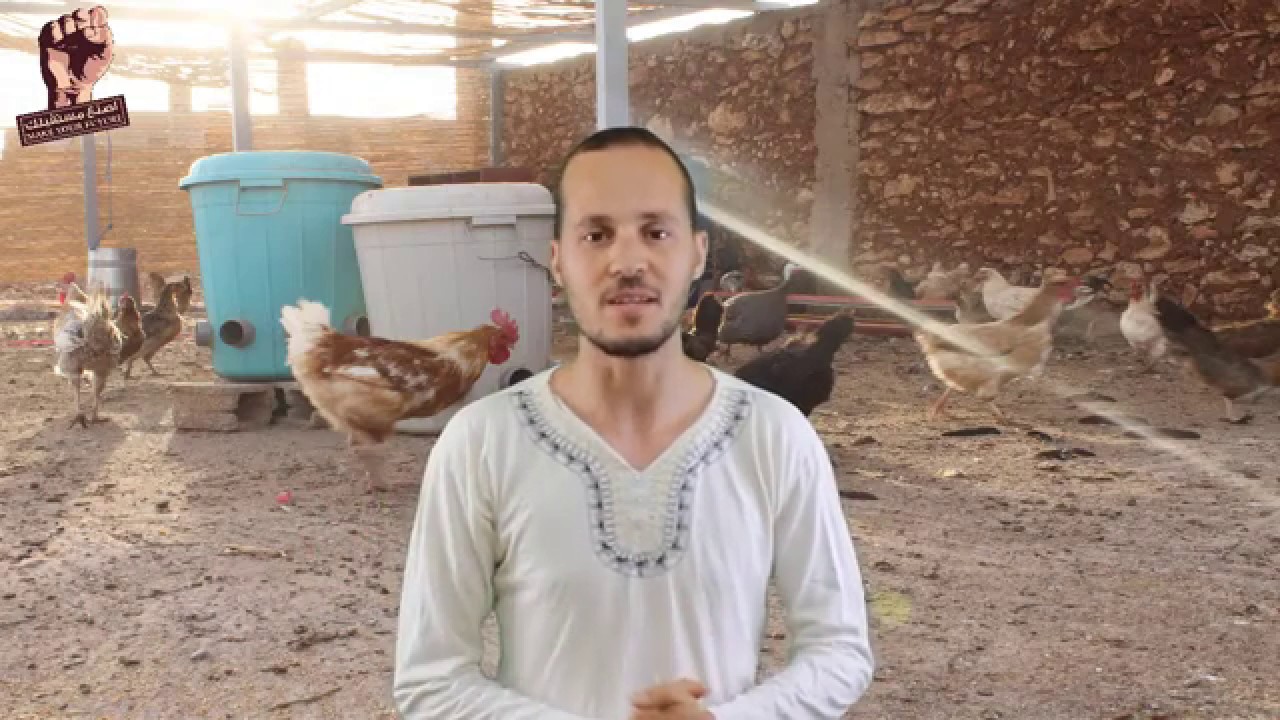 تربية الدجاج البلدي:أهم الأمور التي يجب عليك معرفتها قبل البدأ في مشروع تربية الدواجن