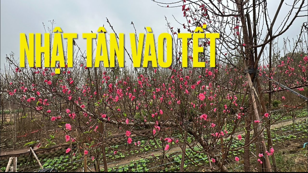 VƯỜN ĐẠO NHẬT TÂN SÁNG MÙNG 1 THÁNG CHẠP, NỞ ĐẸP QUÁ, TẾT THẬT RỒI
