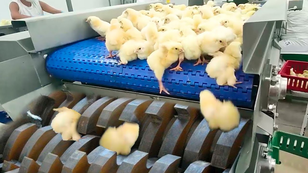 É ISSO QUE ACONTECE COM OS PINTINHOS MACHOS NA INDÚSTRIA DE OVOS!