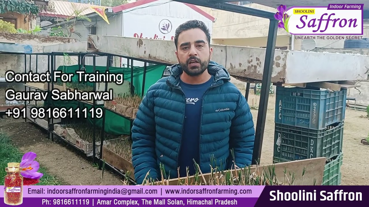 SAFFRON FARMING INFORMATION|BASIC QUESTION AND ANSWER| AEROPONIC- INDOOR SAFFRON FARMING