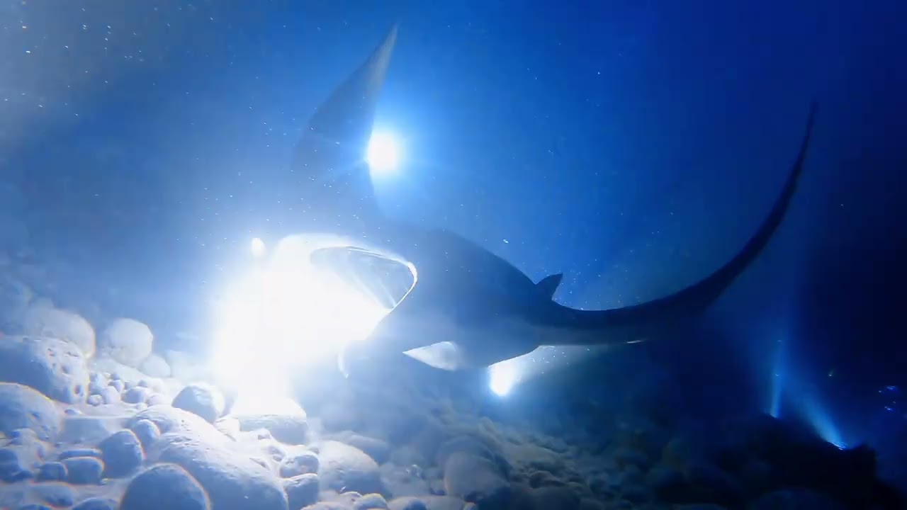 Manta Ray Night Dive off of Hawaii’s Big Island