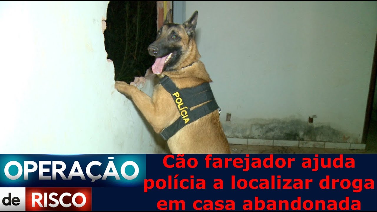 Cão farejador ajuda polícia a localizar droga