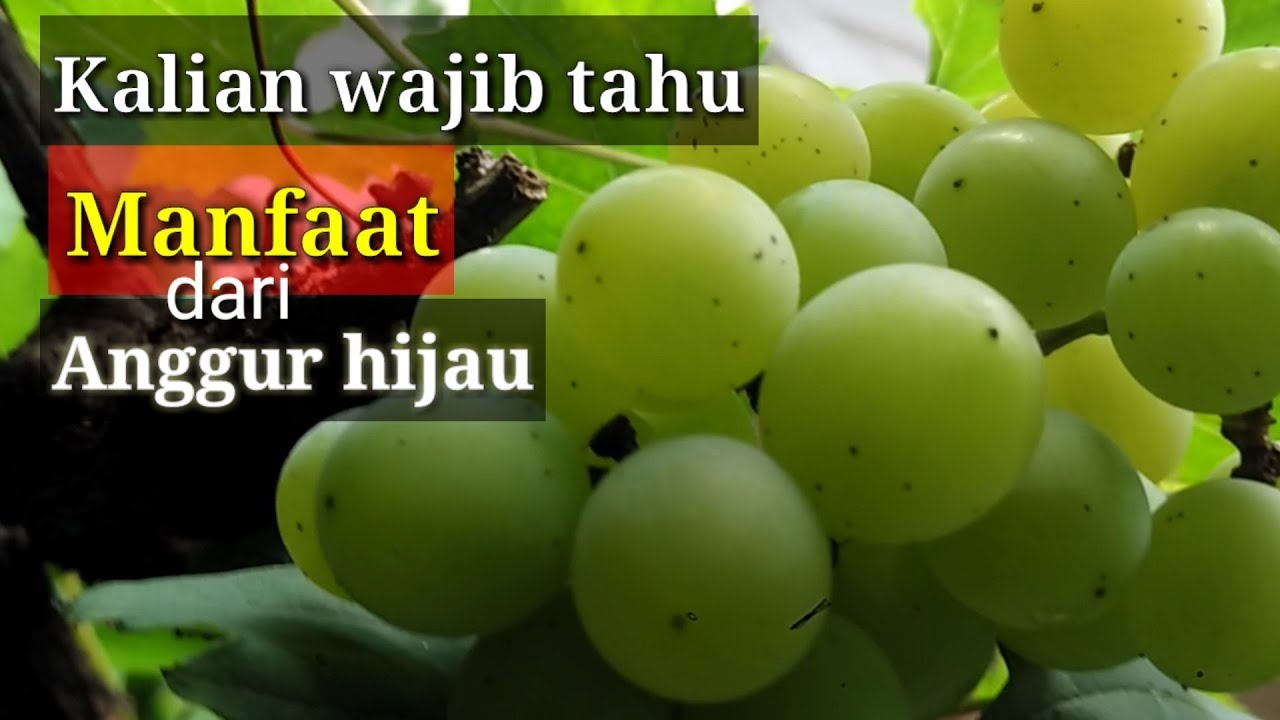Manfaat ANGGUR HIJAU untuk Kesehatan