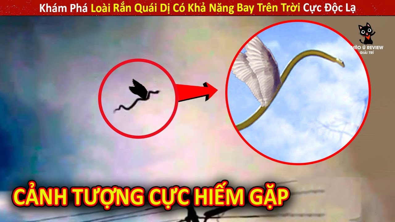 Khám Phá Loài Rắn Quái Dị Có Khả Năng Bay Trên Trời Cực Độc Lạ || Review Giải Trí Đời Sống